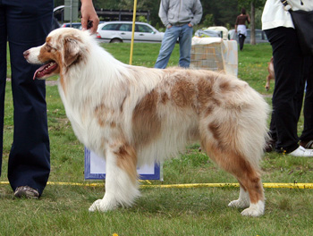 Red merle males 2nd Beauwood Karelian Bear4