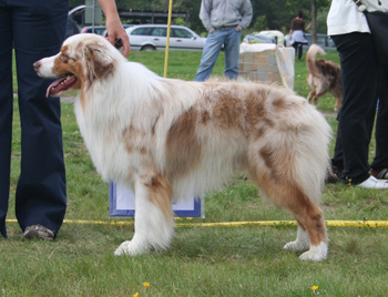Red merle males 2nd Beauwood Karelian Bear5