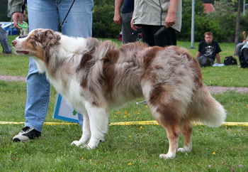 Red merle males 5th Glenhouse's Extra Cool
