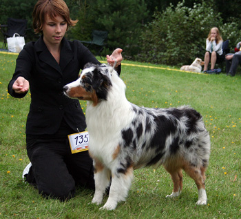blue merle bitches 2nd Watermark Rose at Coppercreek1