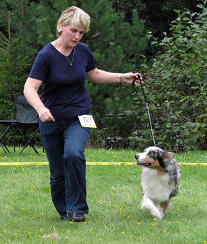 blue merle bitches 3rd Drover's Breakthrough1