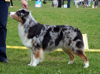 blue merle bitches 3rd Drover's Breakthrough10