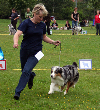 blue merle bitches 3rd Drover's Breakthrough11