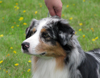 blue merle bitches 3rd Drover's Breakthrough3