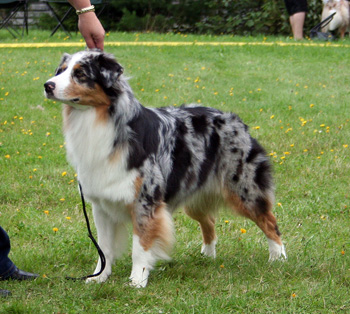 blue merle bitches 3rd Drover's Breakthrough6