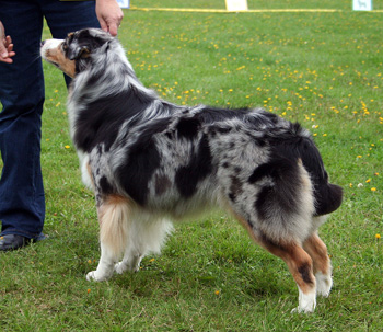 blue merle bitches 3rd Drover's Breakthrough7