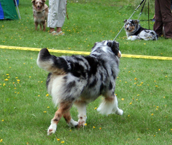 blue merle bitches 3rd Drover's Breakthrough8
