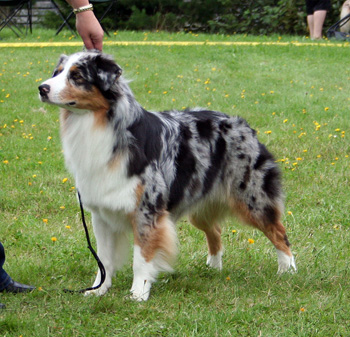 blue merle bitches 3rd Drover's Breakthrough9