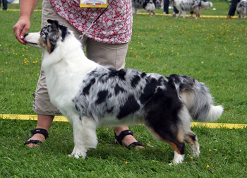 blue merle bitches 5th Sentikki Dance With Me
