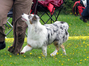 puppybitches 5th Tres Colores USA True Choice1