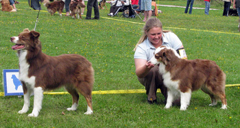 red bitches 2nd Hazelmoor Hobnob Hassle and 3rd True Choice Adorable Choco