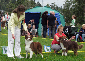 red bitches 4th Drover's Almost Unreal and 5th Hazelmoor Kola Karamel