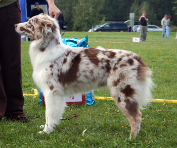 red merle bitches 1st Glenhouse's Isadora1