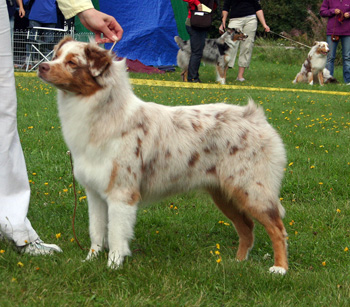 red merle bitches 2nd Drover's Crown Jewel1