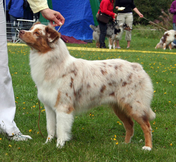 red merle bitches 2nd Drover's Crown Jewel3