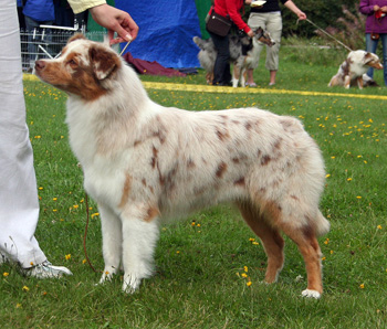 red merle bitches 2nd Drover's Crown Jewel4