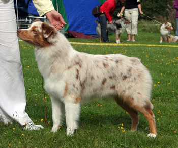red merle bitches 2nd Drover's Crown Jewel5