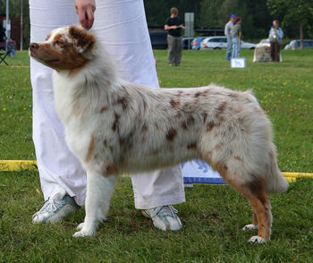 red merle bitches 2nd Drover's Crown Jewel6