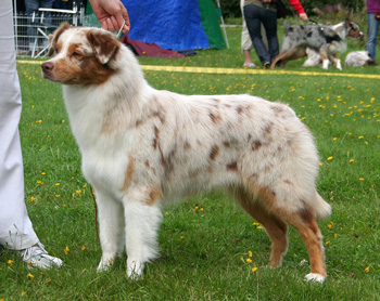 red merle bitches 2nd Drover's Crown Jewel7