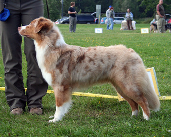 red merle bitches 3rd Coppercreek's Twist And Shout1