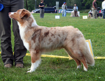 red merle bitches 3rd Coppercreek's Twist And Shout2