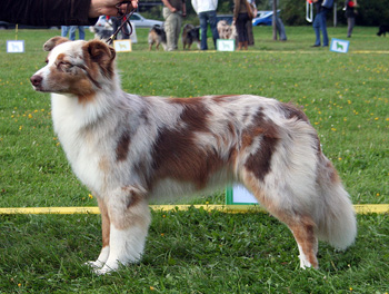 red merle bitches 4th Hazelmoor Koh-I-Noor