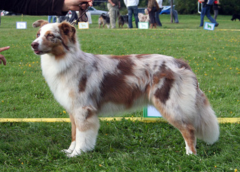red merle bitches 4th Hazelmoor Koh-I-Noor1