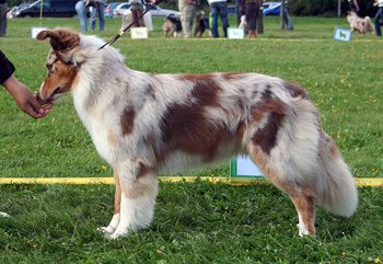 red merle bitches 4th Hazelmoor Koh-I-Noor2