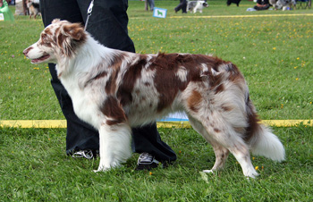 red merle bitches 5th Bywater Wichita