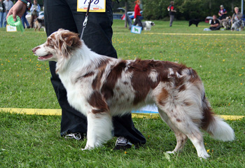 red merle bitches 5th Bywater Wichita2