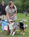 Blue merle males 1st Drover's Counting Sheep1
