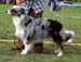 Blue merle males 1st Drover's Counting Sheep2