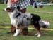 Blue merle males 1st Drover's Counting Sheep3