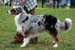 Blue merle males 1st Drover's Counting Sheep4