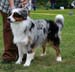 Blue merle males 1st Drover's Counting Sheep5
