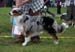 Blue merle males 1st Drover's Counting Sheep6