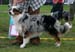 Blue merle males 1st Drover's Counting Sheep7