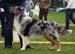 Blue merle males 3rd Glenhouse's Goody Goody