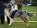 Blue merle males 3rd Glenhouse's Goody Goody1
