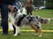 Blue merle males 3rd Glenhouse's Goody Goody2