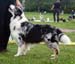 Blue merle males 5th Glenhouse's Ferris Wheel