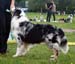 Blue merle males 5th Glenhouse's Ferris Wheel1