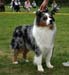 Blue merle males Drover's Attent'n Please2