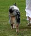 Blue merle males Drover's Attent'n Please4