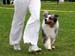 Blue merle males Drover's Attent'n Please8