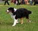 Puppymales 1st Zeal XXXX1