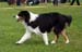 Puppymales 1st Zeal XXXX2