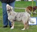 Puppymales 2nd Ossequente Bastione