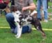 Puppymales 5th Ghosteye's Dive Bomber