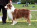Red males 3rd Ossequente Lancia Rosso